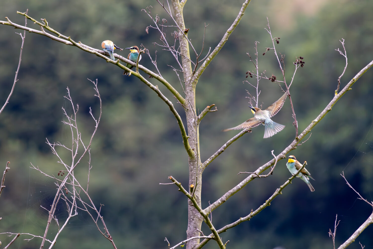 Bienenfresser in der Eifel