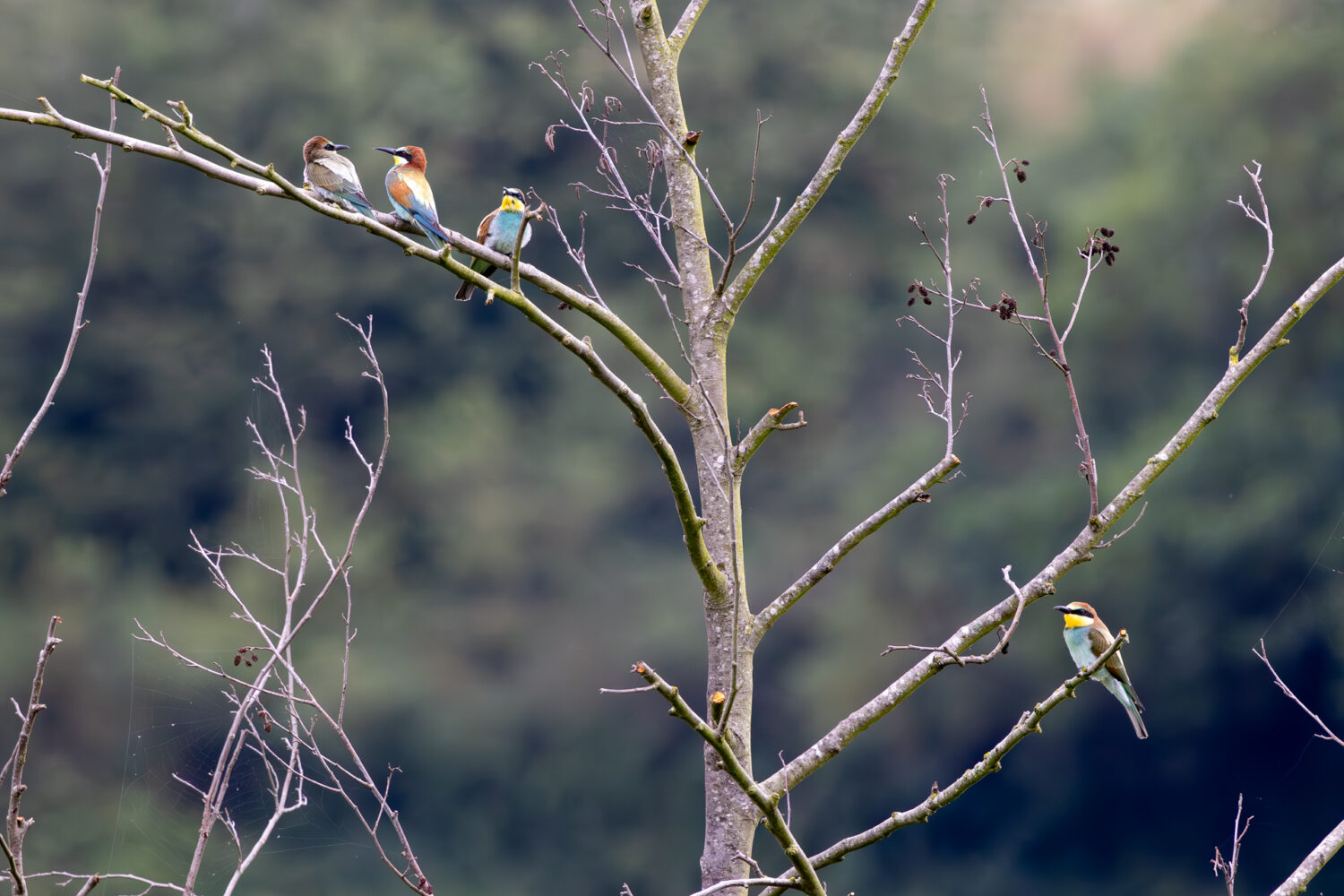 Bienenfresser in der Eifel
