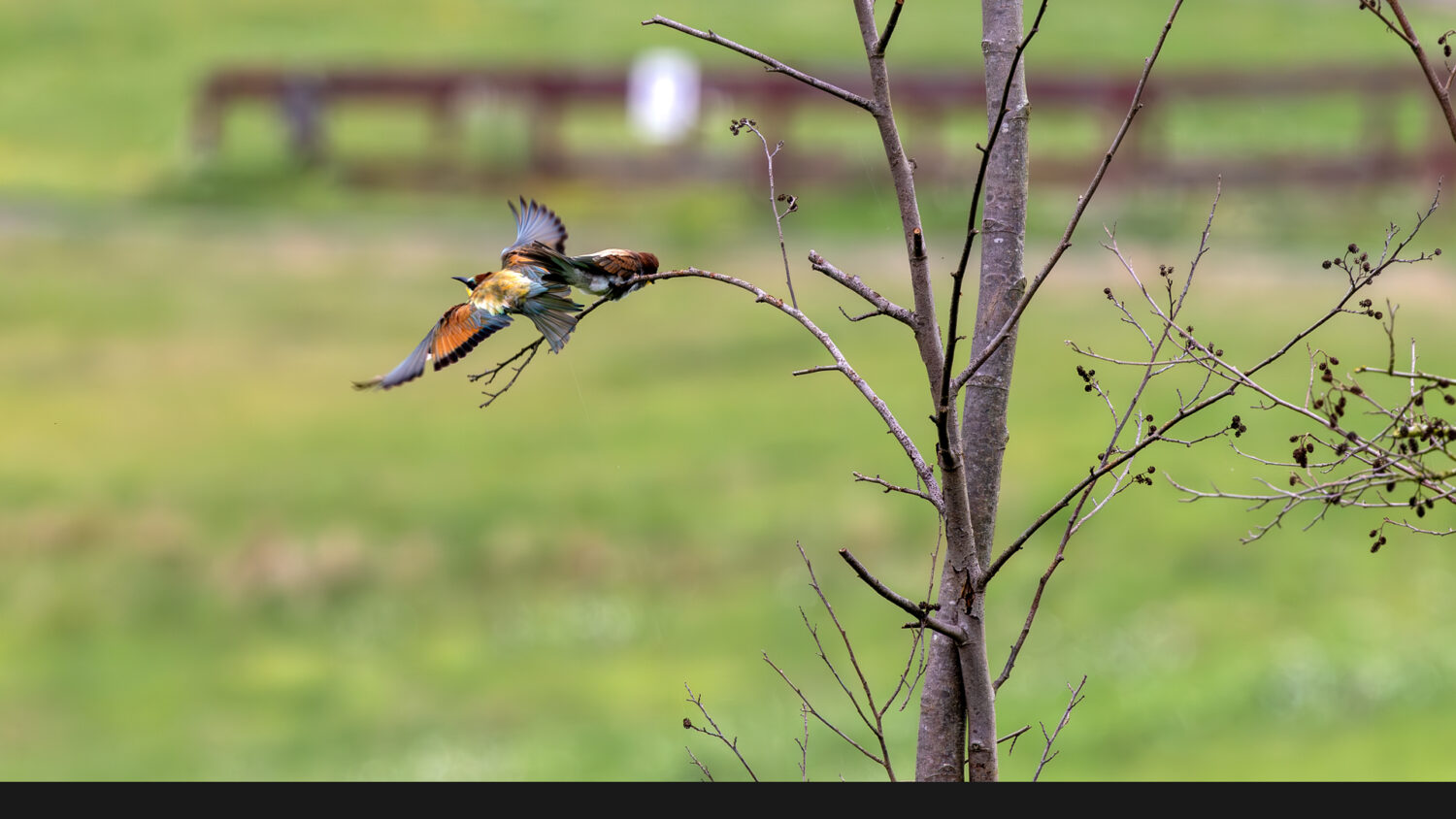 Bienenfresser in der Eifel