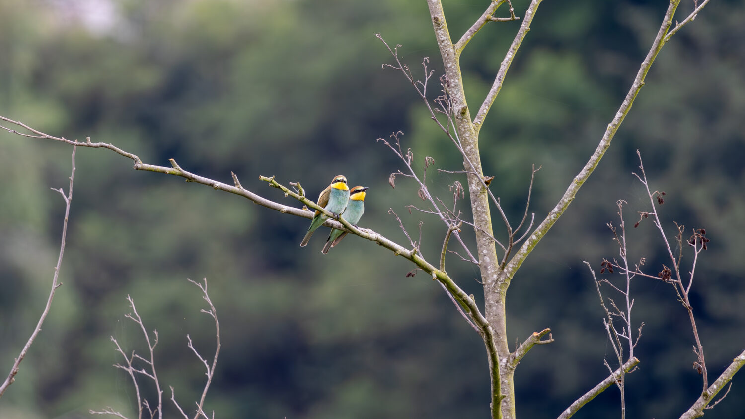 Bienenfresser in der Eifel