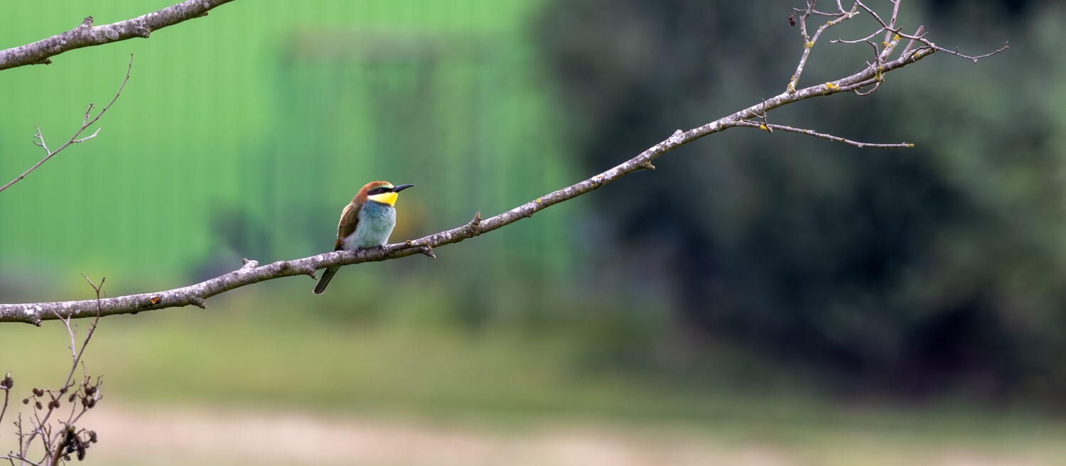 Bienenfresser in der Eifel