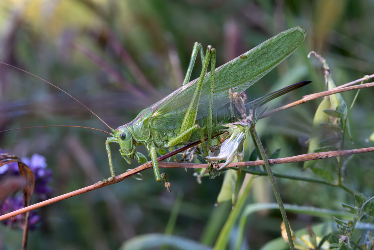 Gr&uuml;nes Heupferd - weiblich