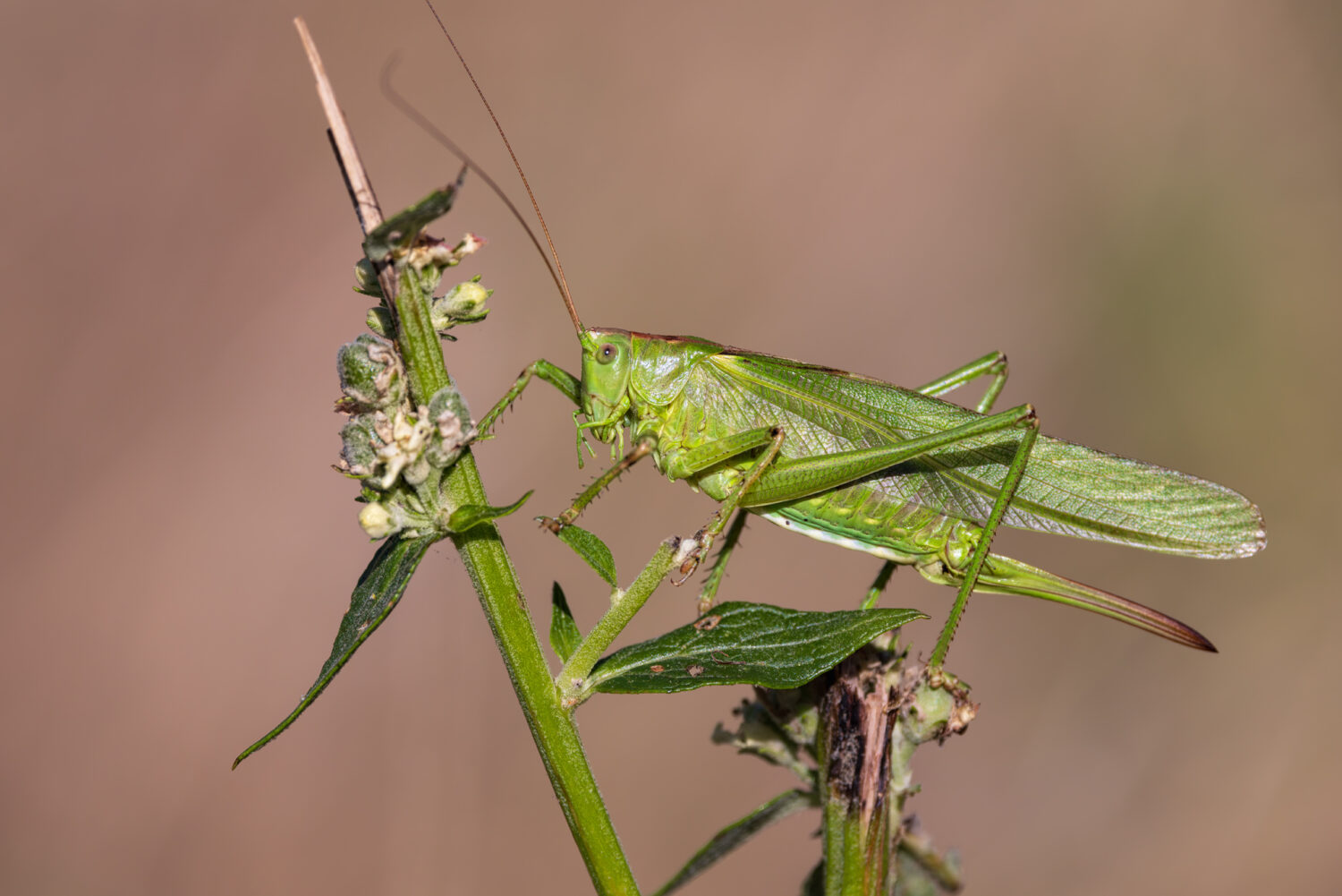 Gr&uuml;nes Heupferd - weiblich