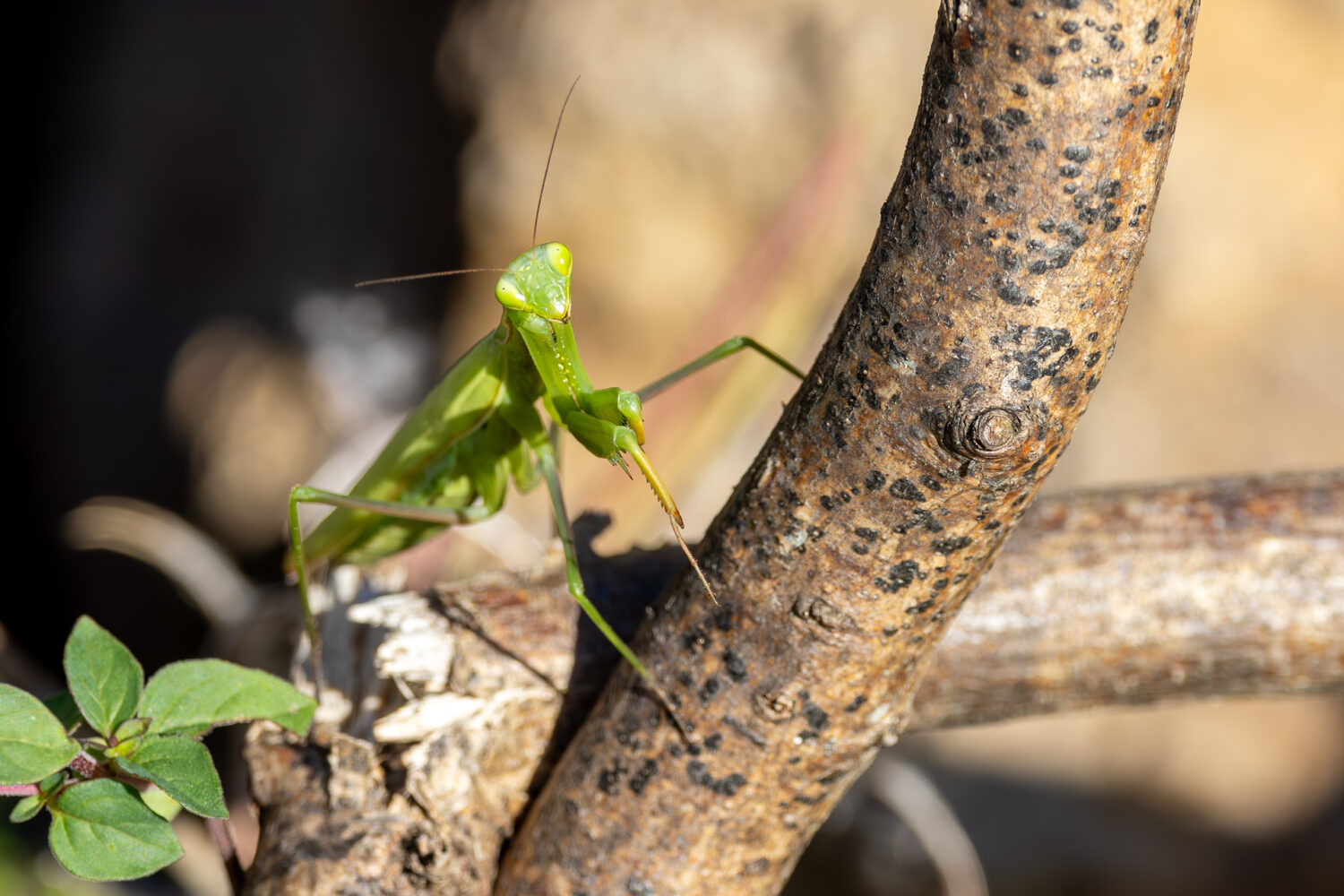 Europ&auml;ische Gottesanbeterin - weiblich