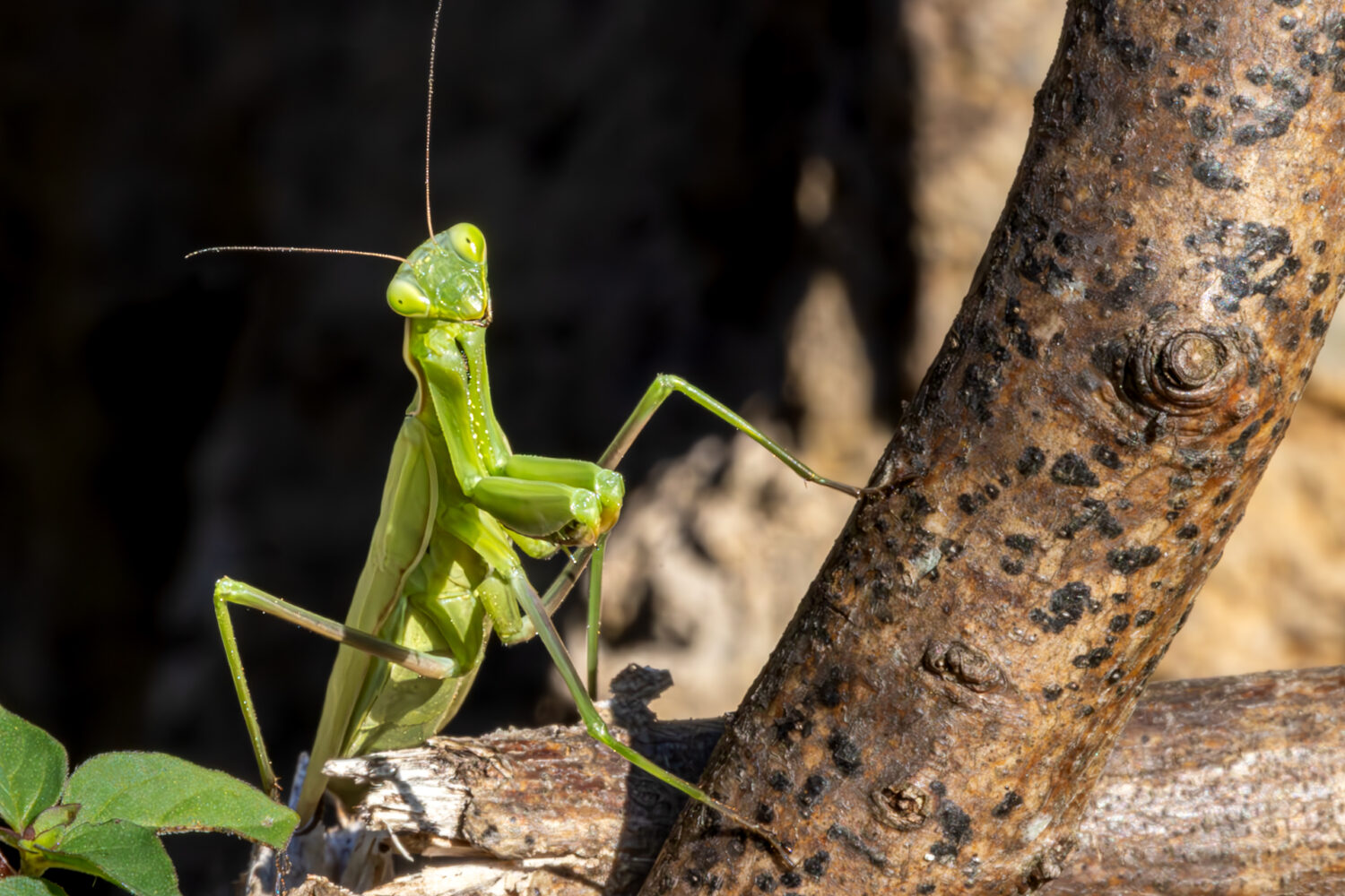 Europ&auml;ische Gottesanbeterin - weiblich