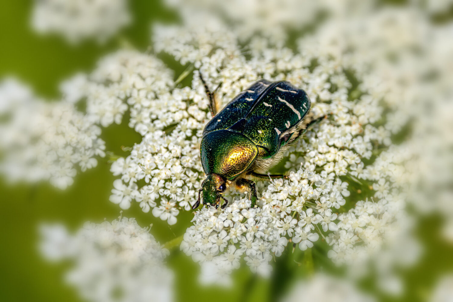 Goldgl&auml;nzender Rosenk&auml;fer