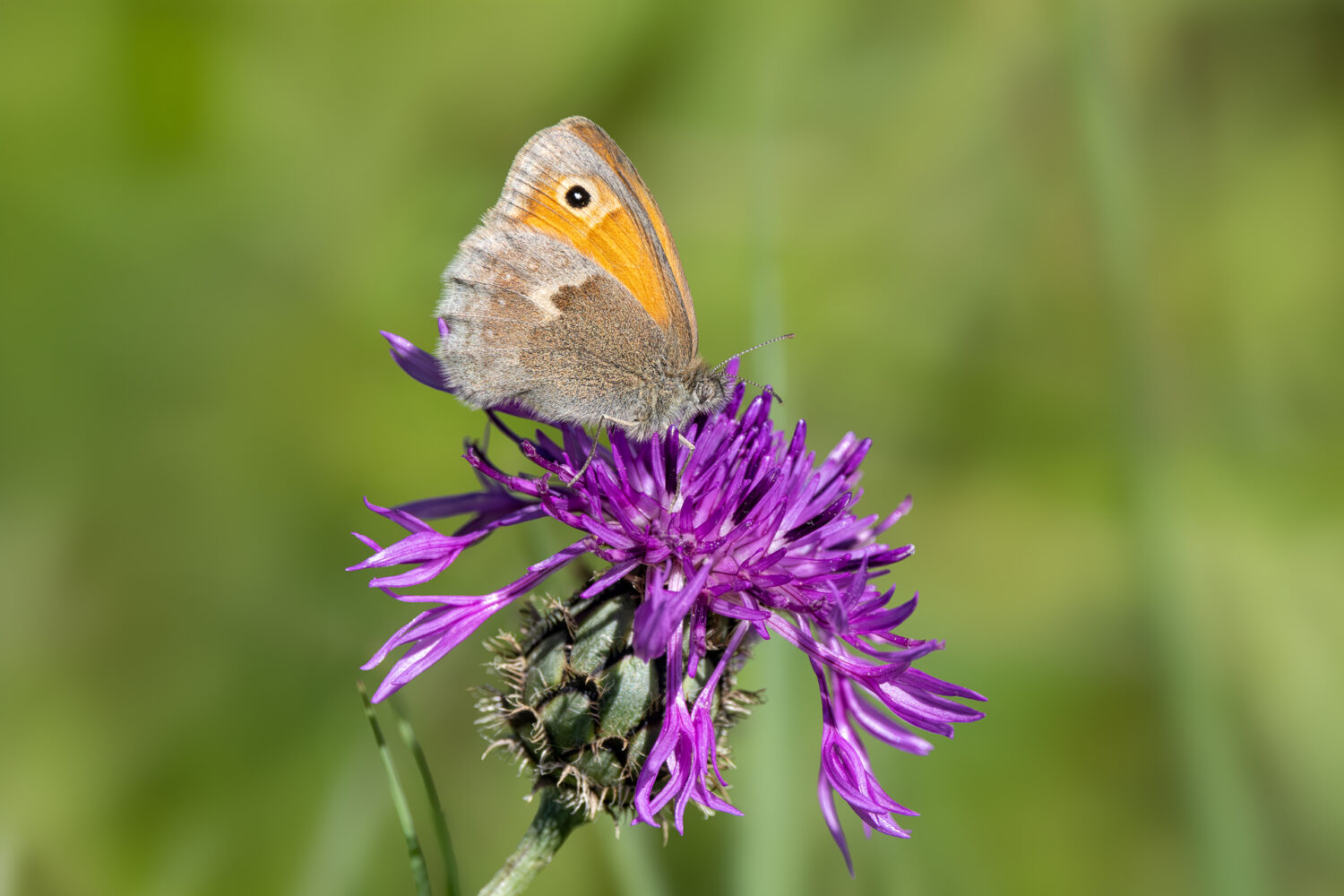 Kleines Wiesenv&ouml;gelchen