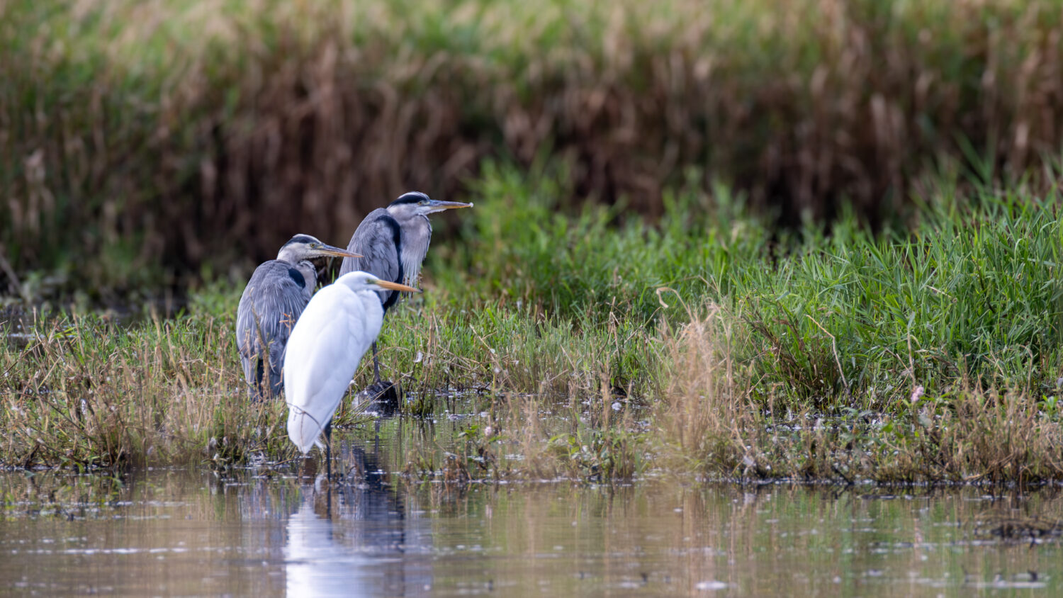 Unscharfer Silberreiher meets Graureiher