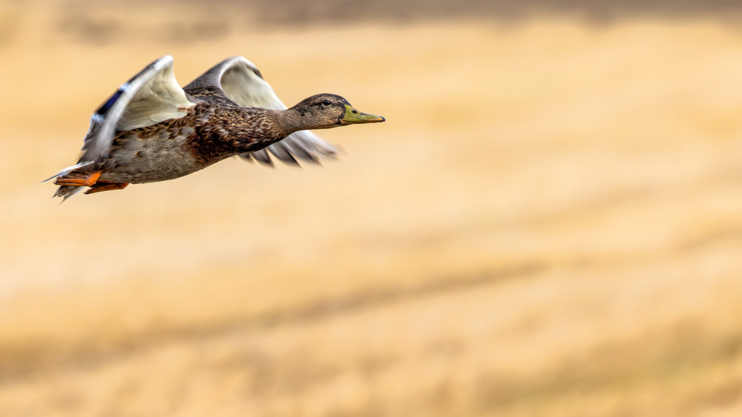 Stockente - weiblich