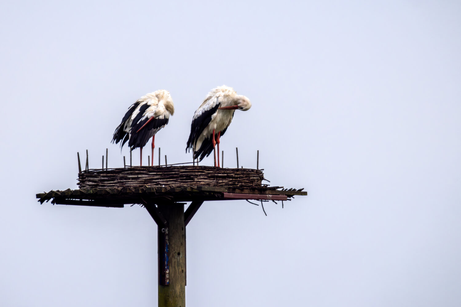 Wei&szlig;st&ouml;rche bei der Gefiederpflege