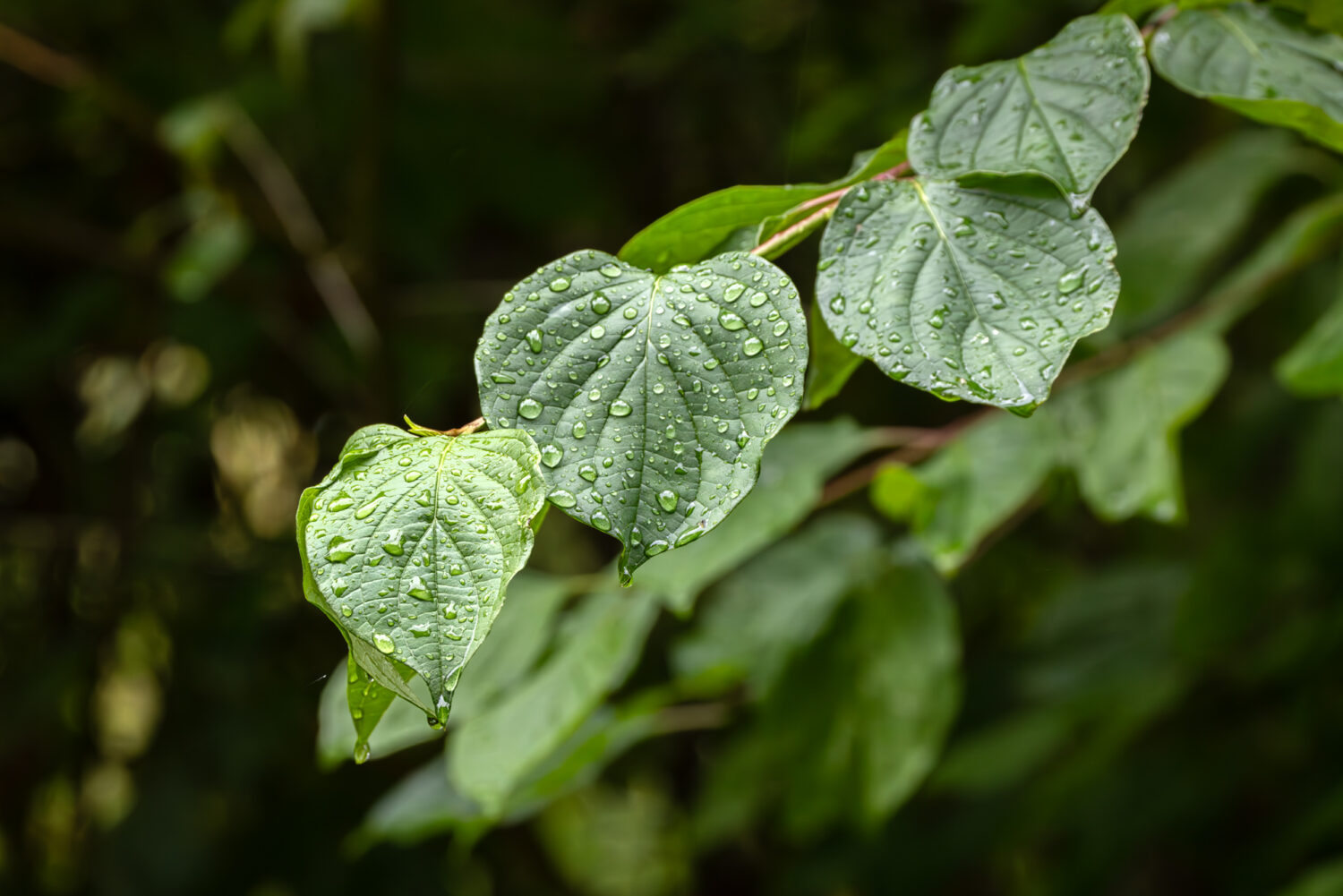 Regenasse Bl&auml;tter