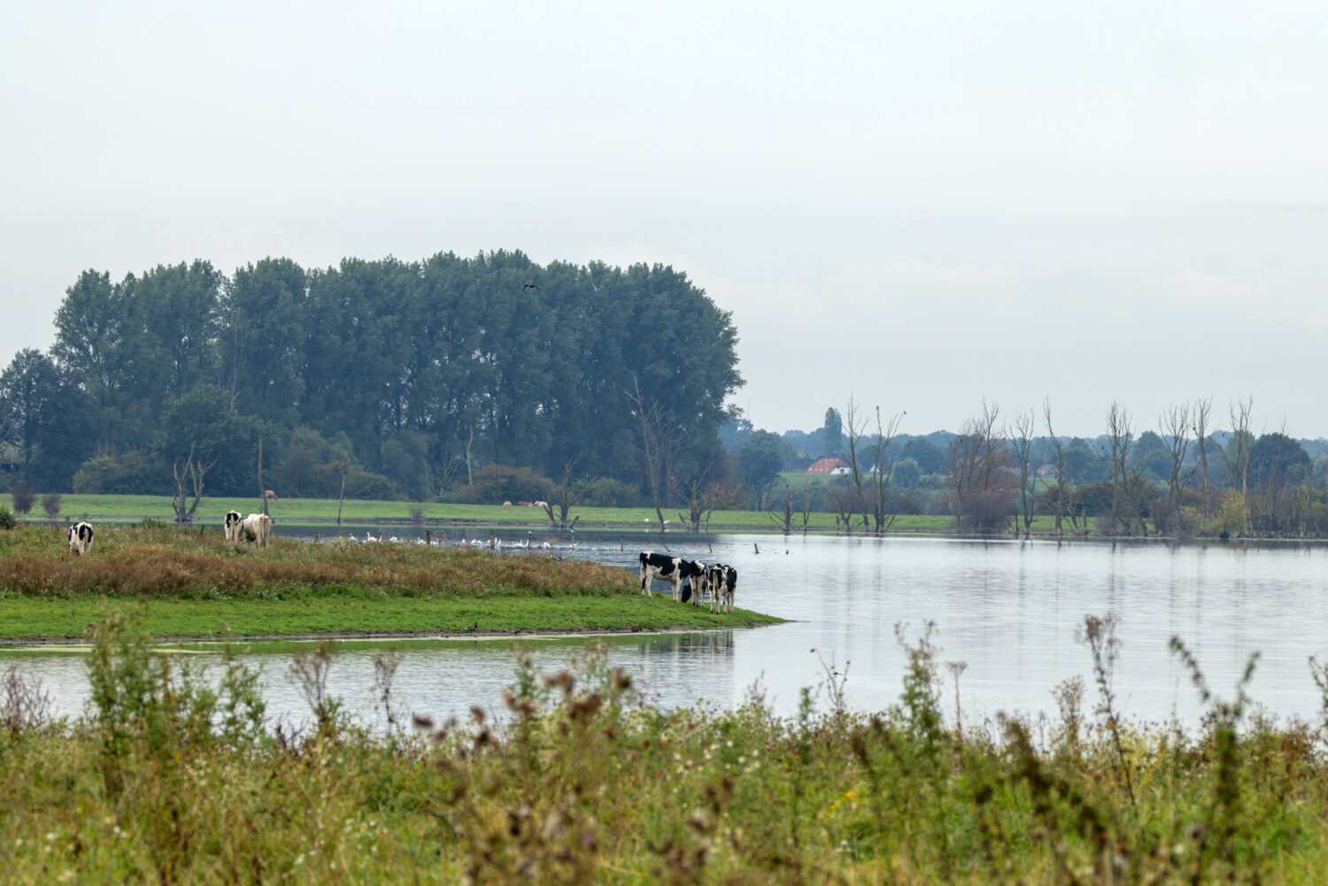 Impressionen von der Bislicher Insel