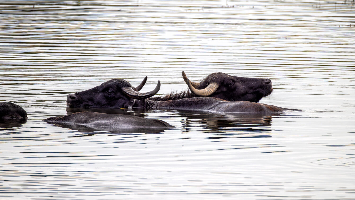 Karpatenb&uuml;ffel auf der Bislicher Insel
