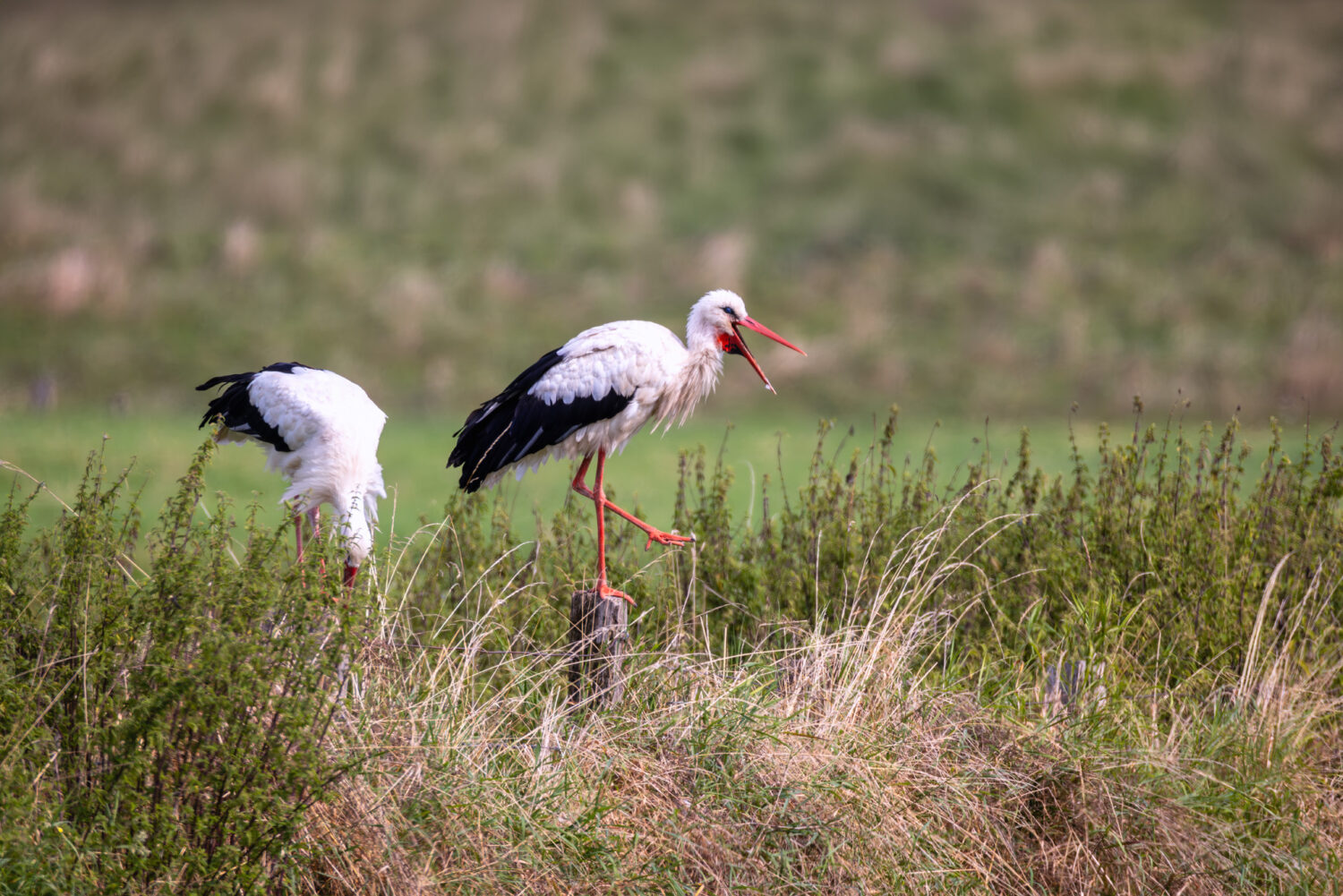 Wei&szlig;st&ouml;rche