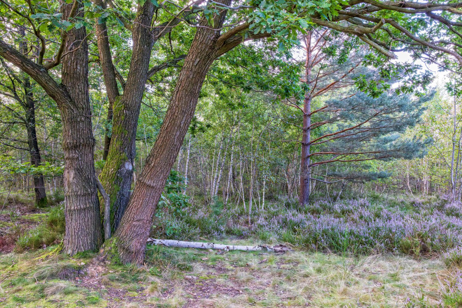 Unterwegs in der Drover Heide