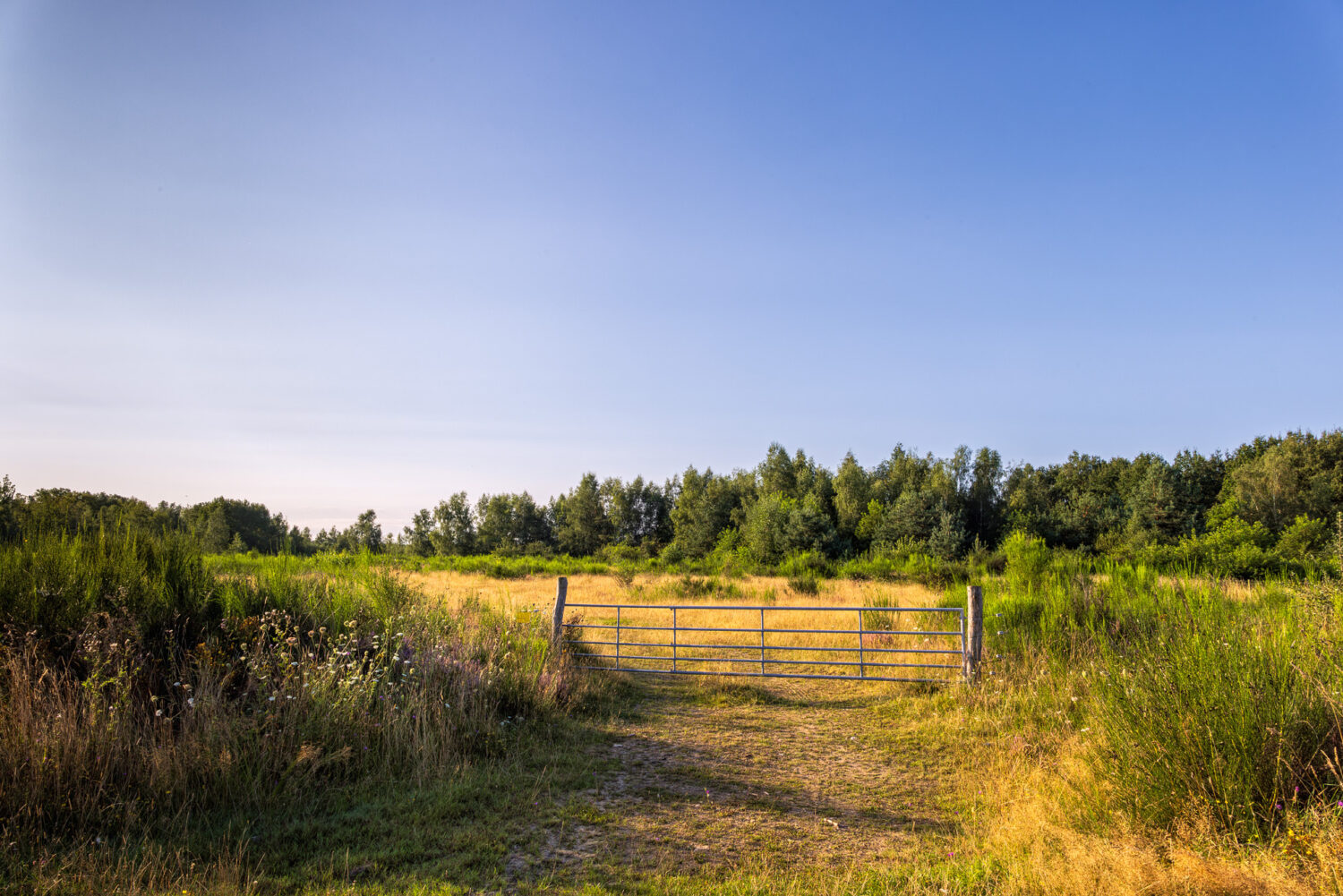 Unterwegs in der Drover Heide
