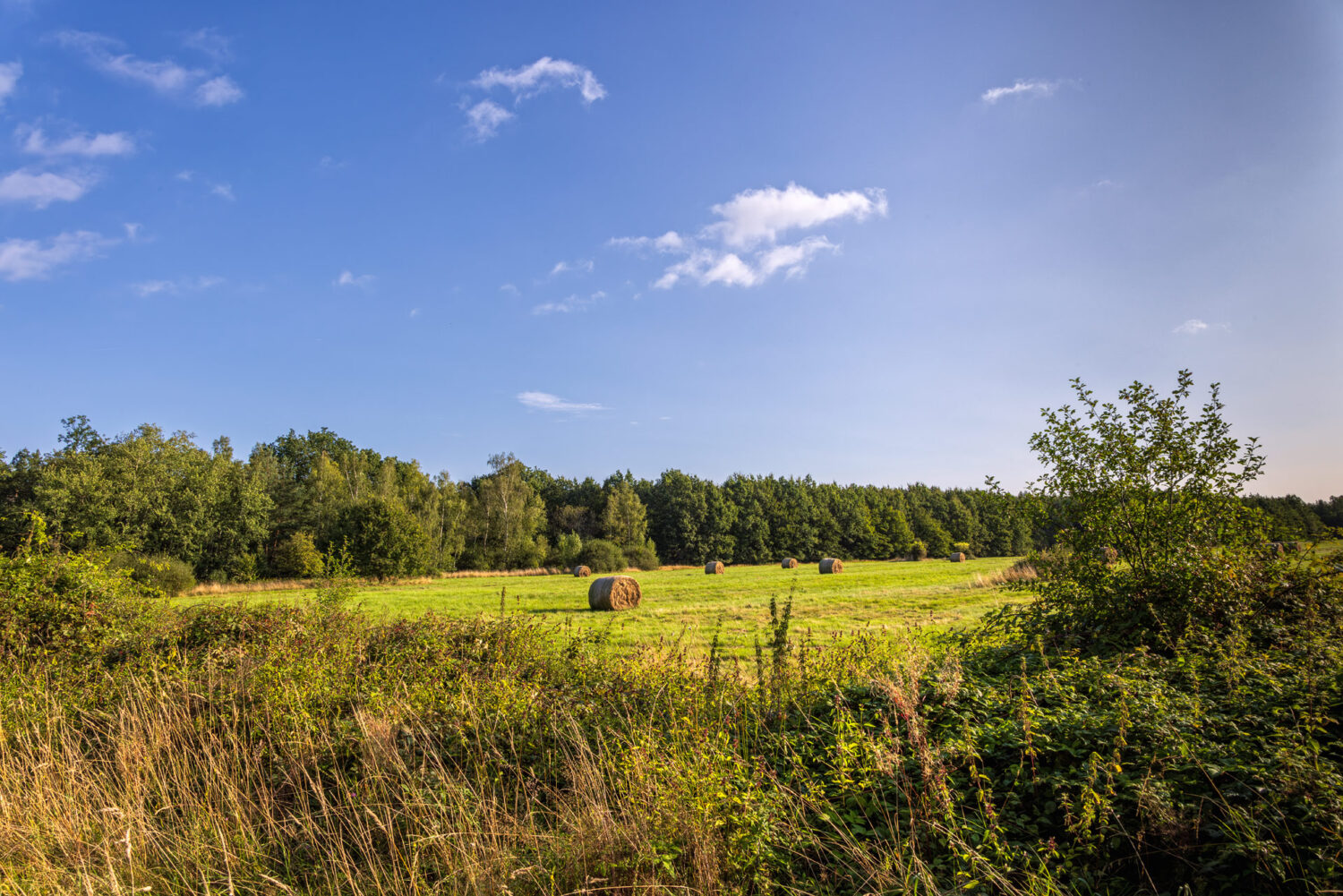 Unterwegs in der Drover Heide