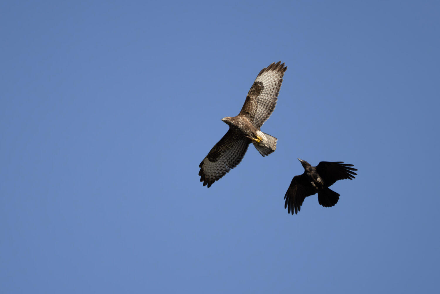 M&auml;usebussard wird von einer Rabenkr&auml;he gehasst