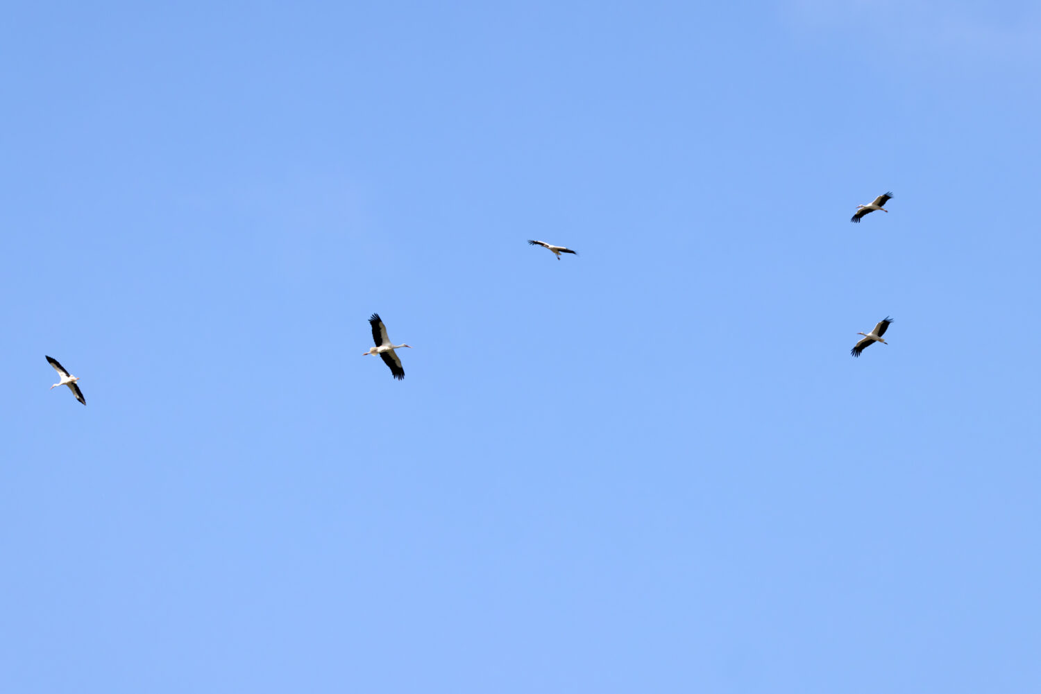 Wei&szlig;st&ouml;rche