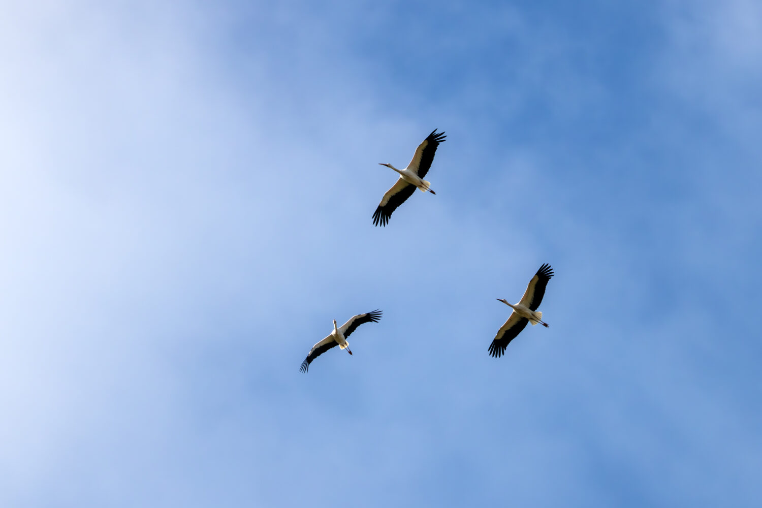 Wei&szlig;st&ouml;rche