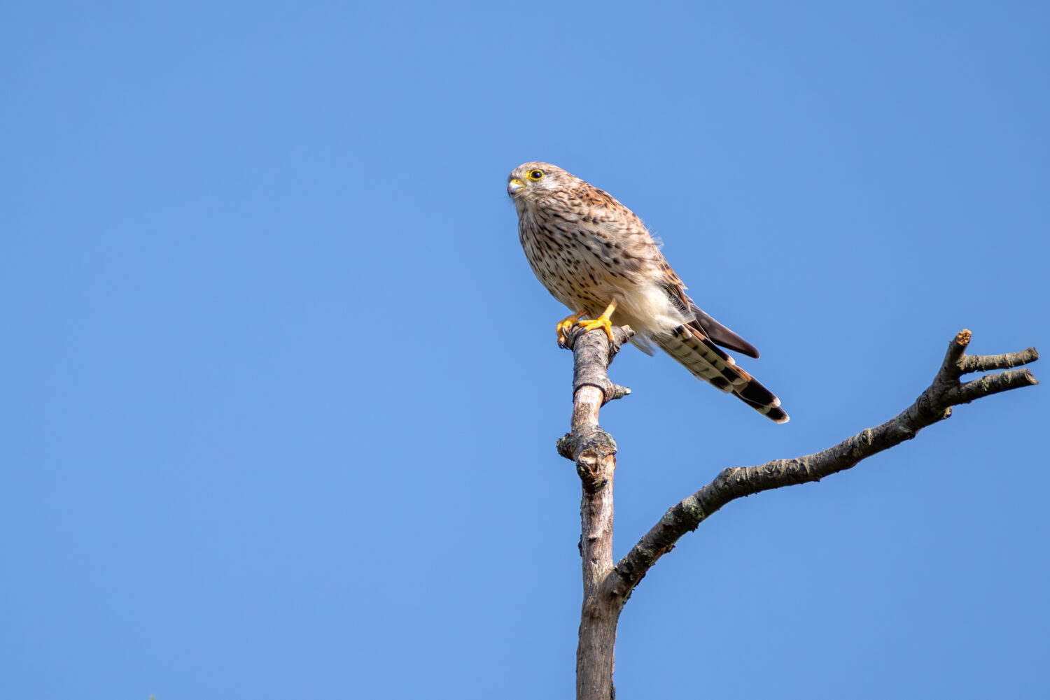 Turmfalke - weiblich