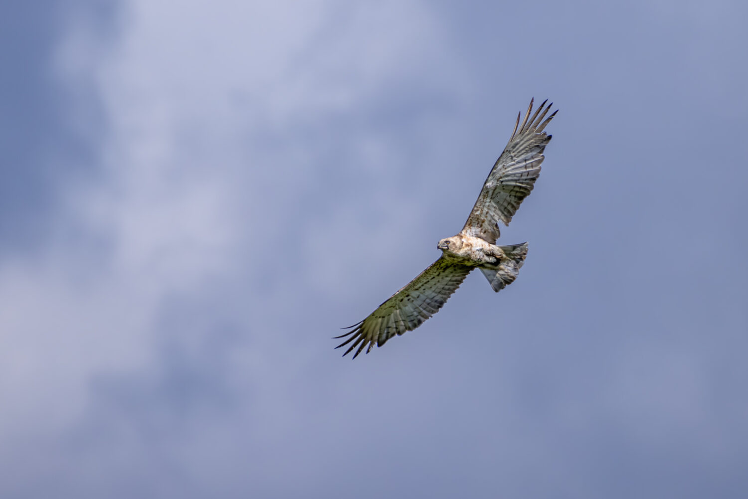 Schlangenadler - ein seltener Durchzieher oder Sommergast in Deutschland