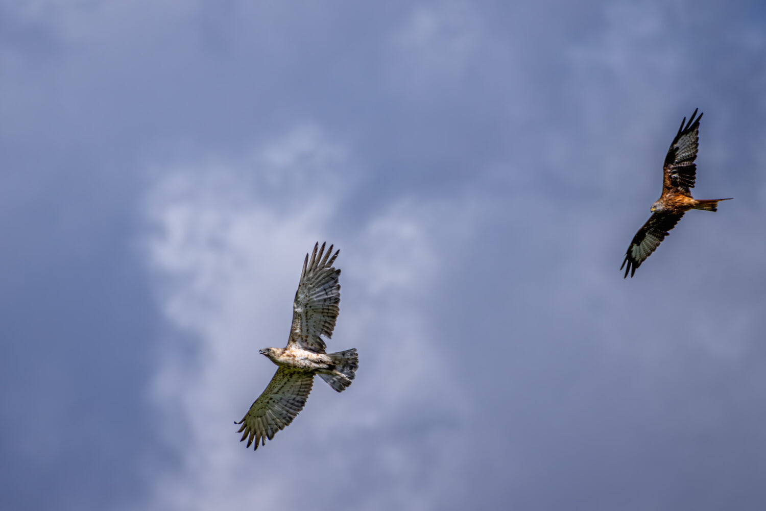 Rotmilan hasst Schlangenadler