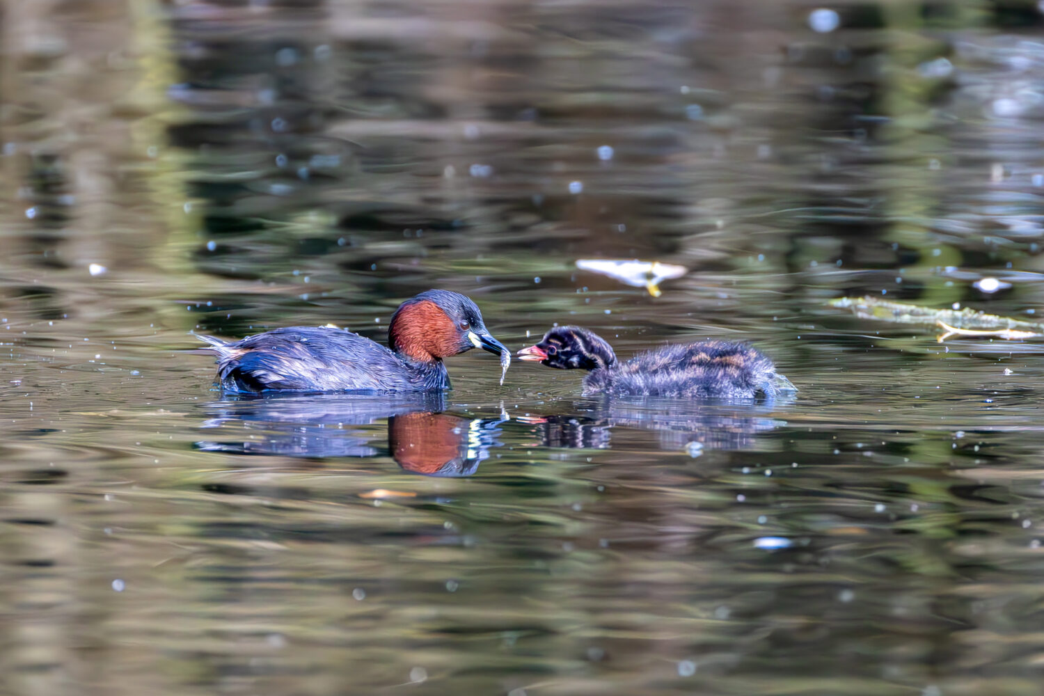 Zwergtaucher beim F&uuml;ttern eines Jungtieres