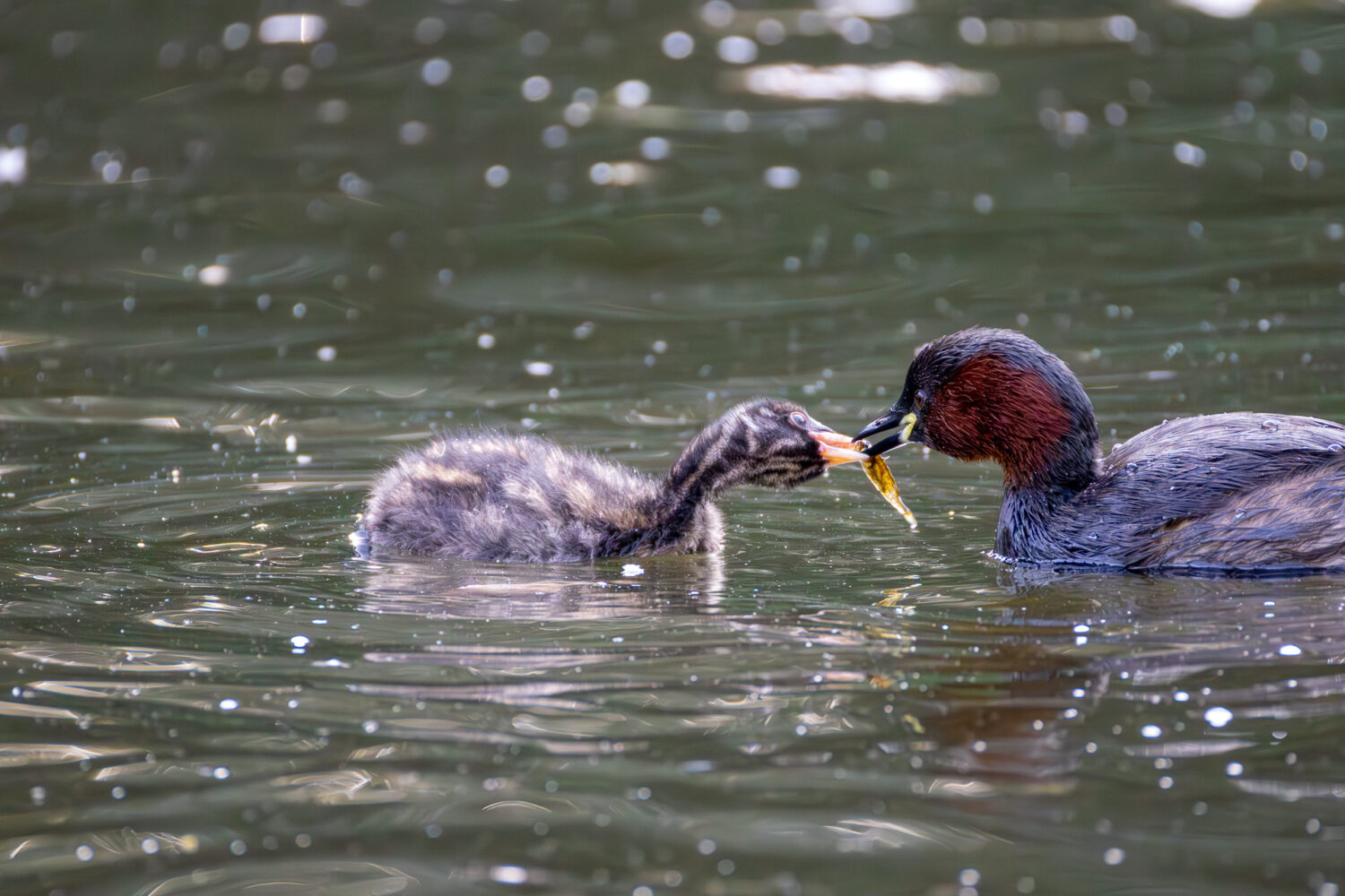 Zwergtaucher beim F&uuml;ttern eines Jungtieres