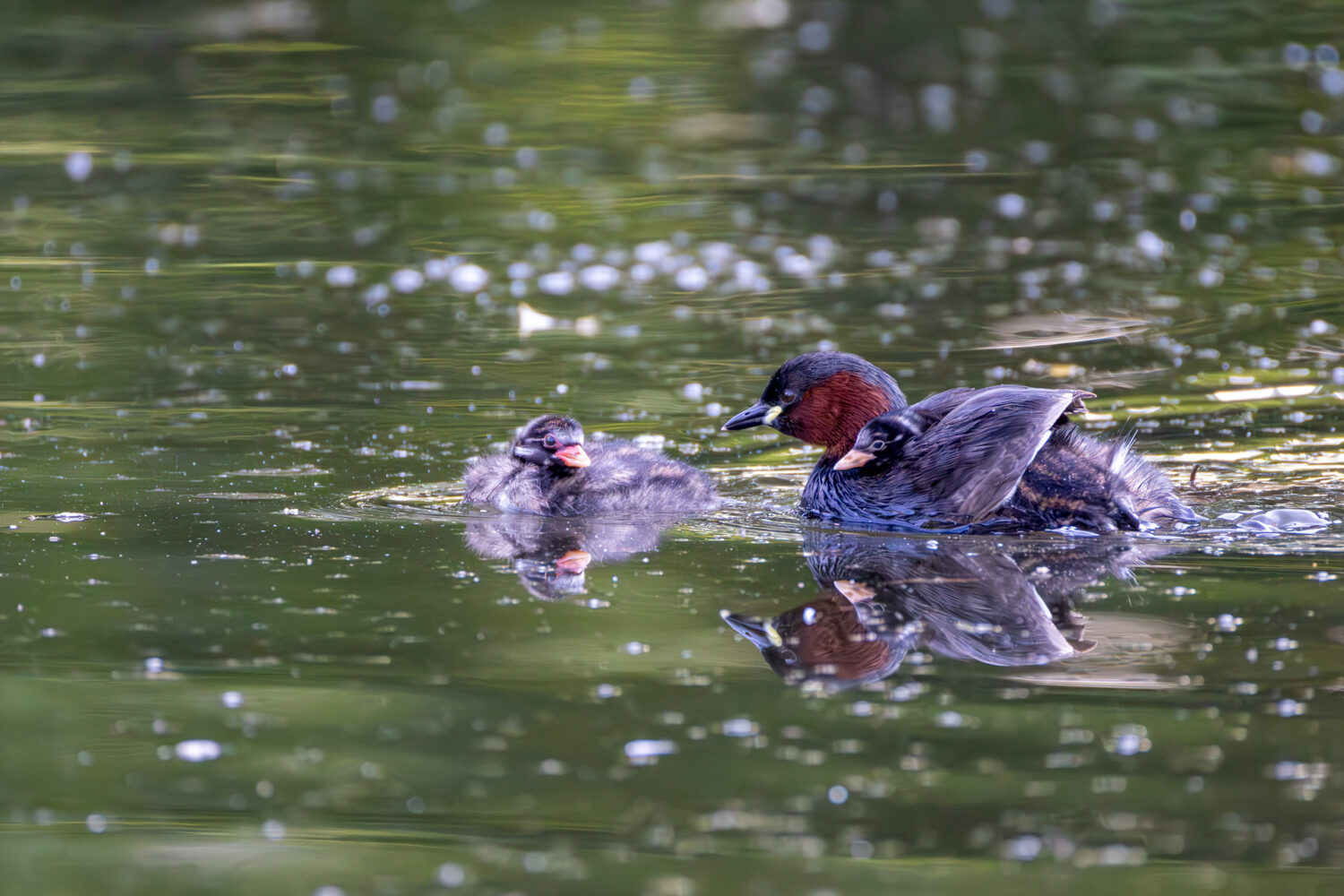 Zwergtaucher mit K&uuml;ken. Eines der K&uuml;ken m&ouml;chte noch auf dem R&uuml;cken transportiert werden, ist aber schon zu gro&szlig;.