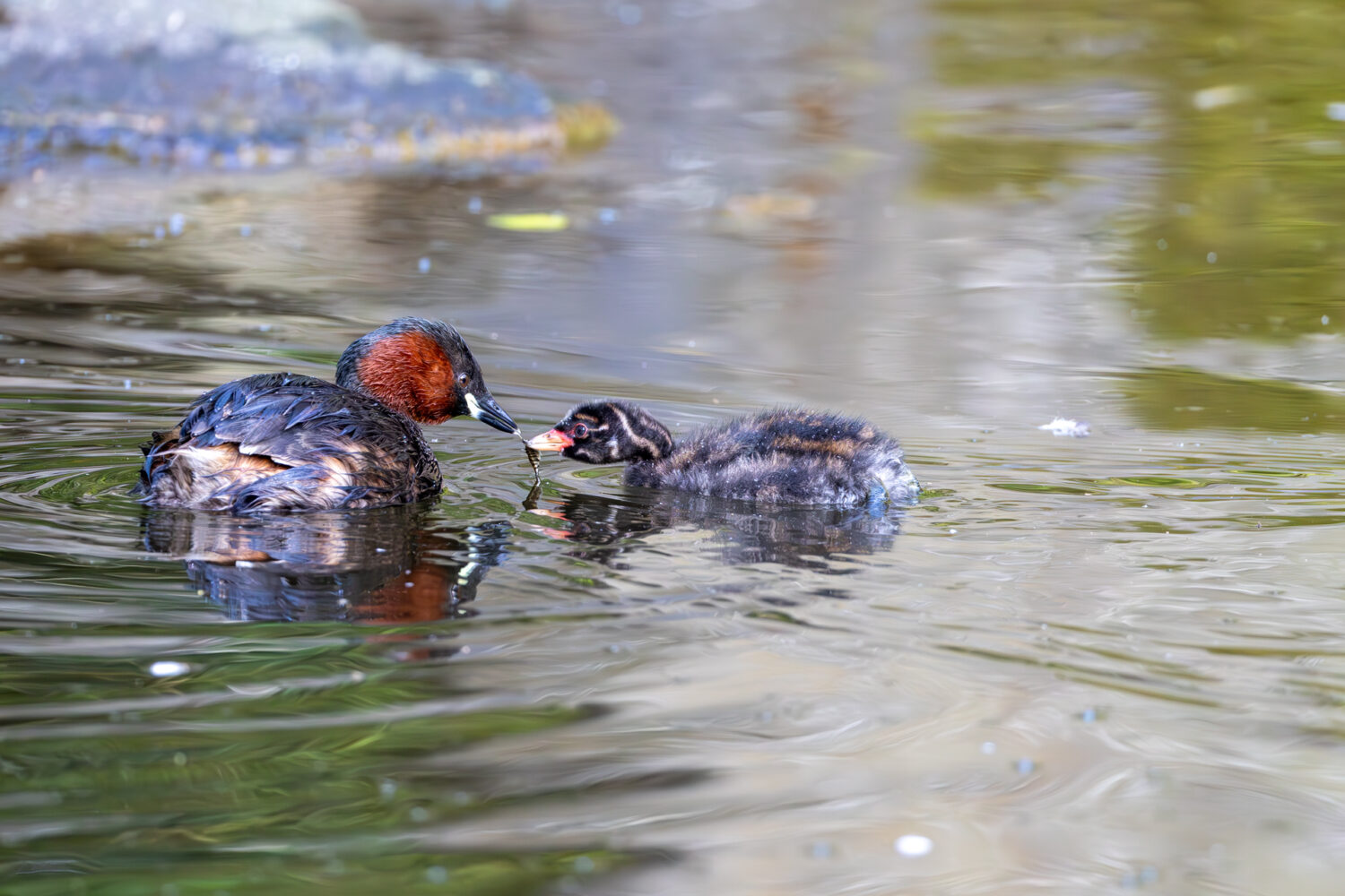Zwergtaucher beim F&uuml;ttern eines Jungtieres