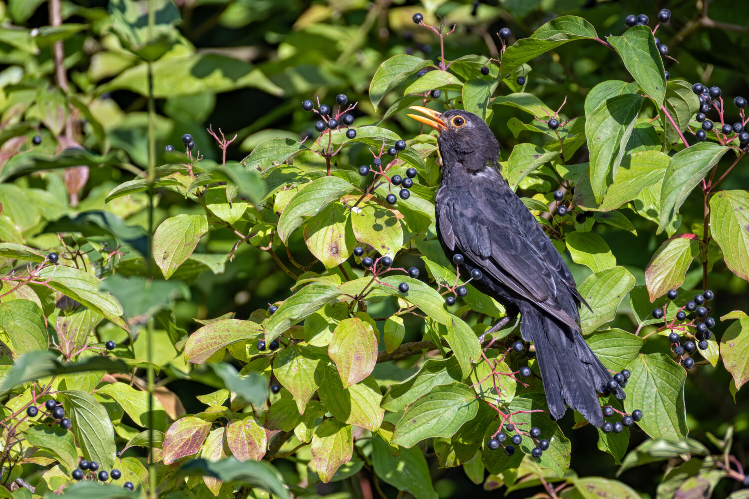 Der Amselmann versorgt sich mit Beeren