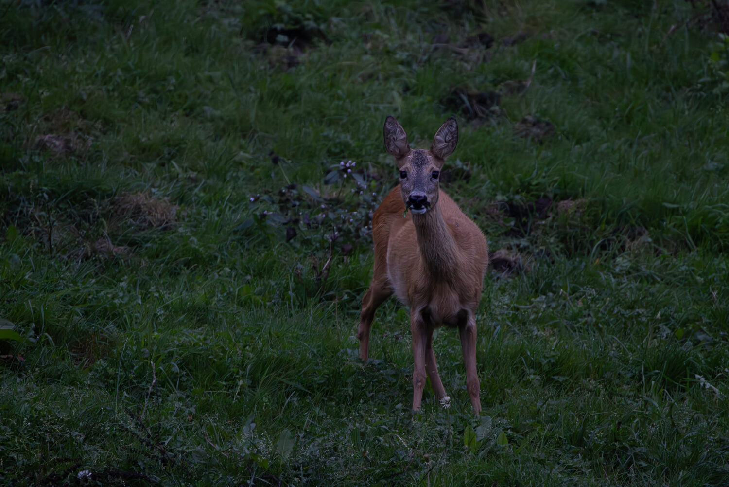 Reh bei wenig Licht am Morgen