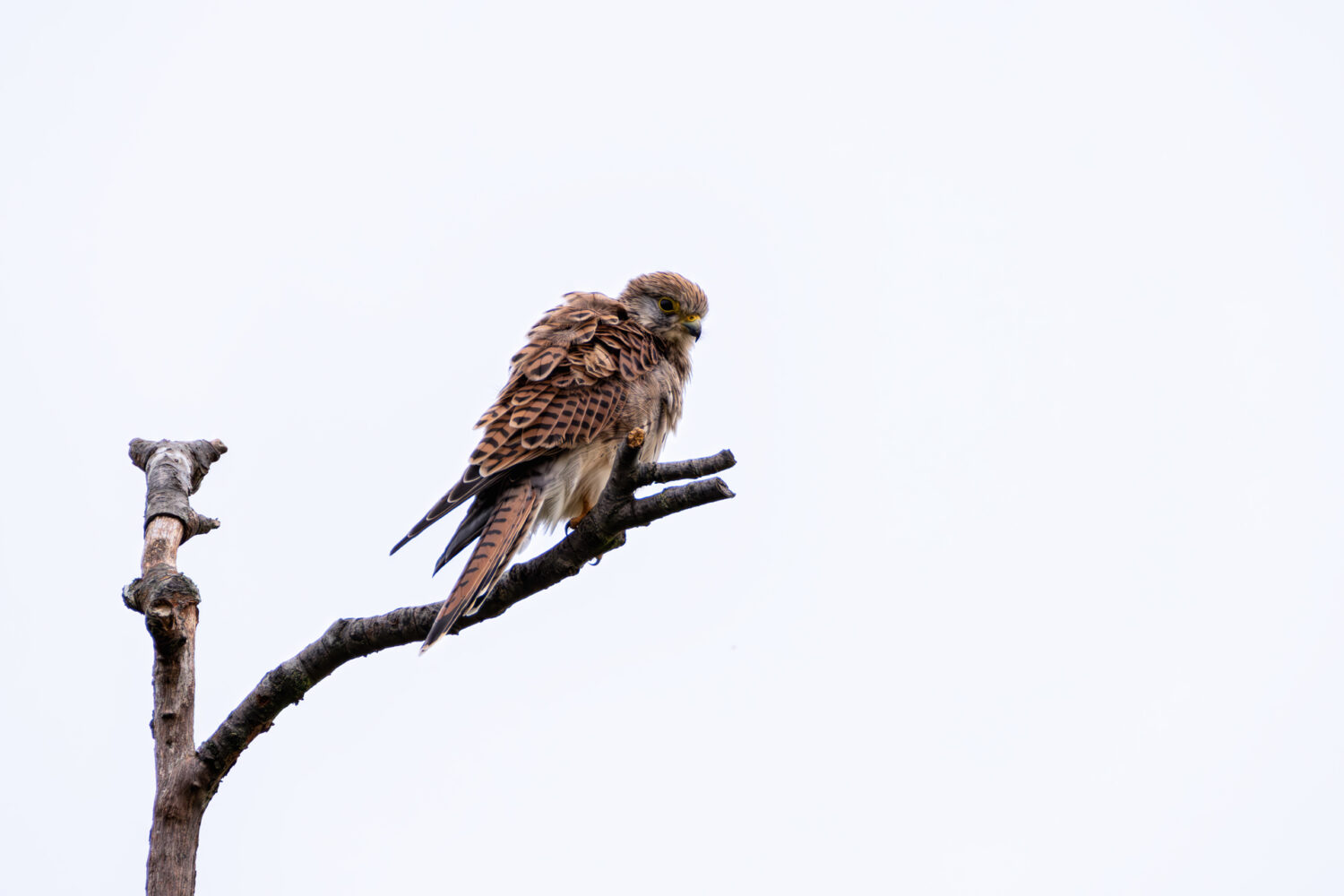 Frau Turmfalke auf ihrem gewohnten Ansitz in den Th&uuml;rer Wiesen