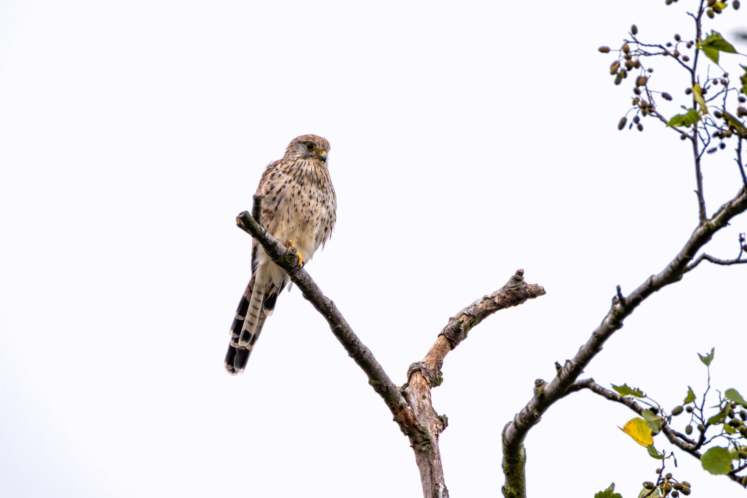 Frau Turmfalke auf ihrem gewohnten Ansitz in den Th&uuml;rer Wiesen