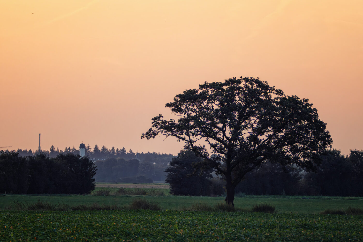 Bei Sonnenaufgang im Eifelvorland