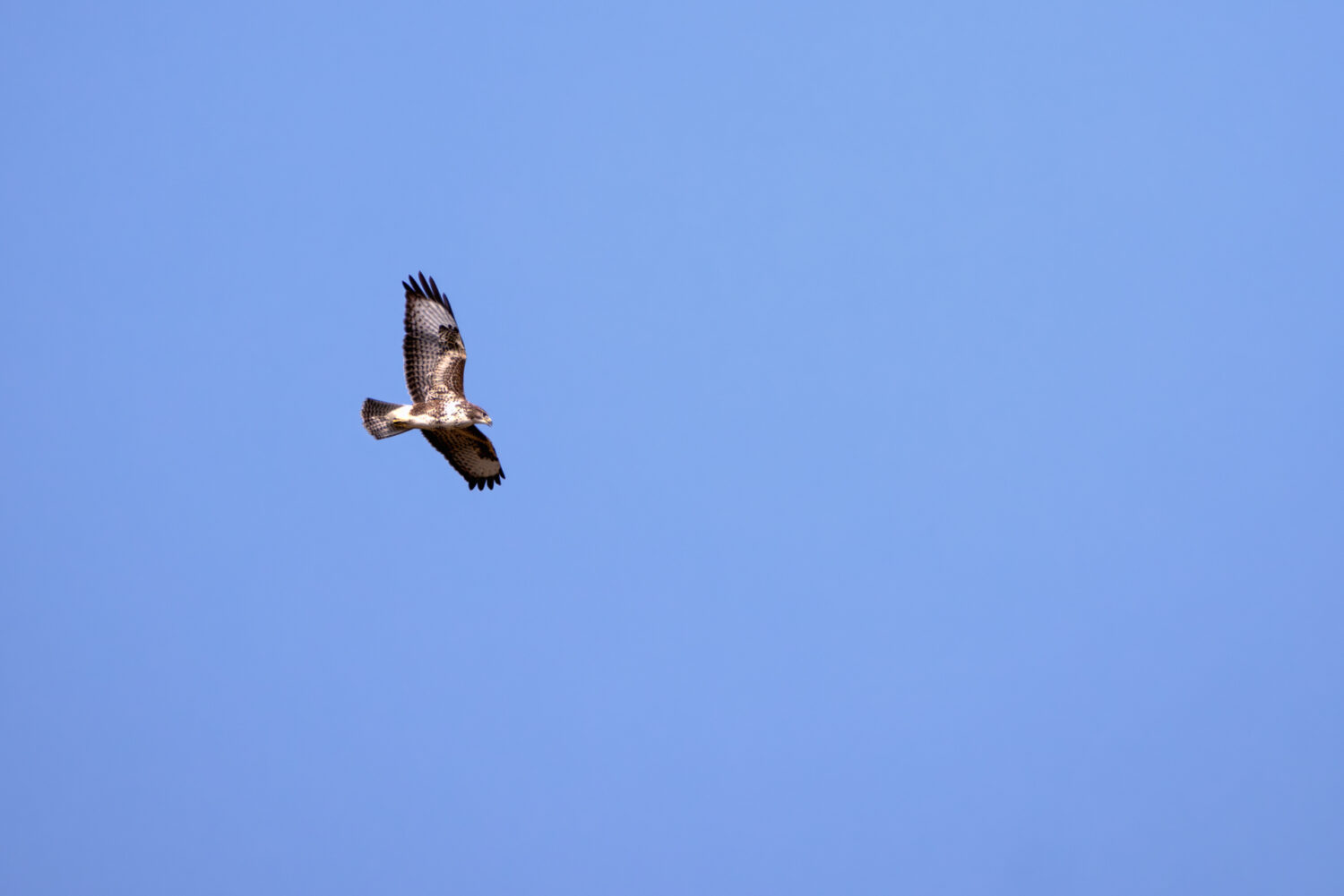Mäusebussard