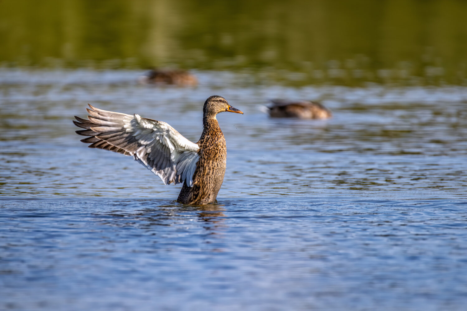 Stockente - weiblich