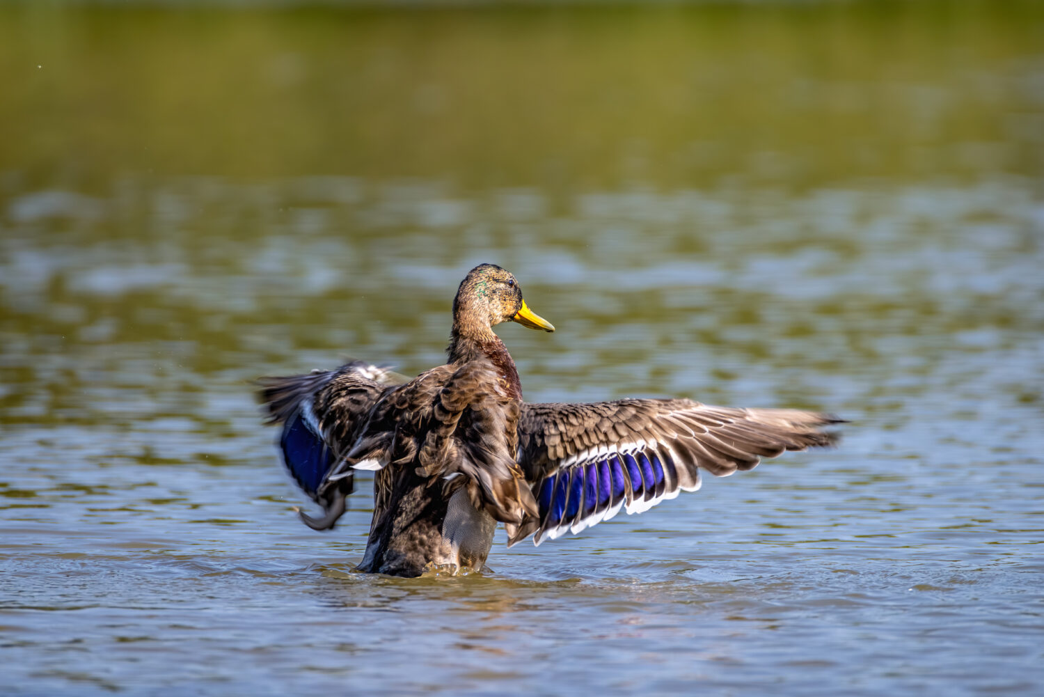 Stockente - weiblich