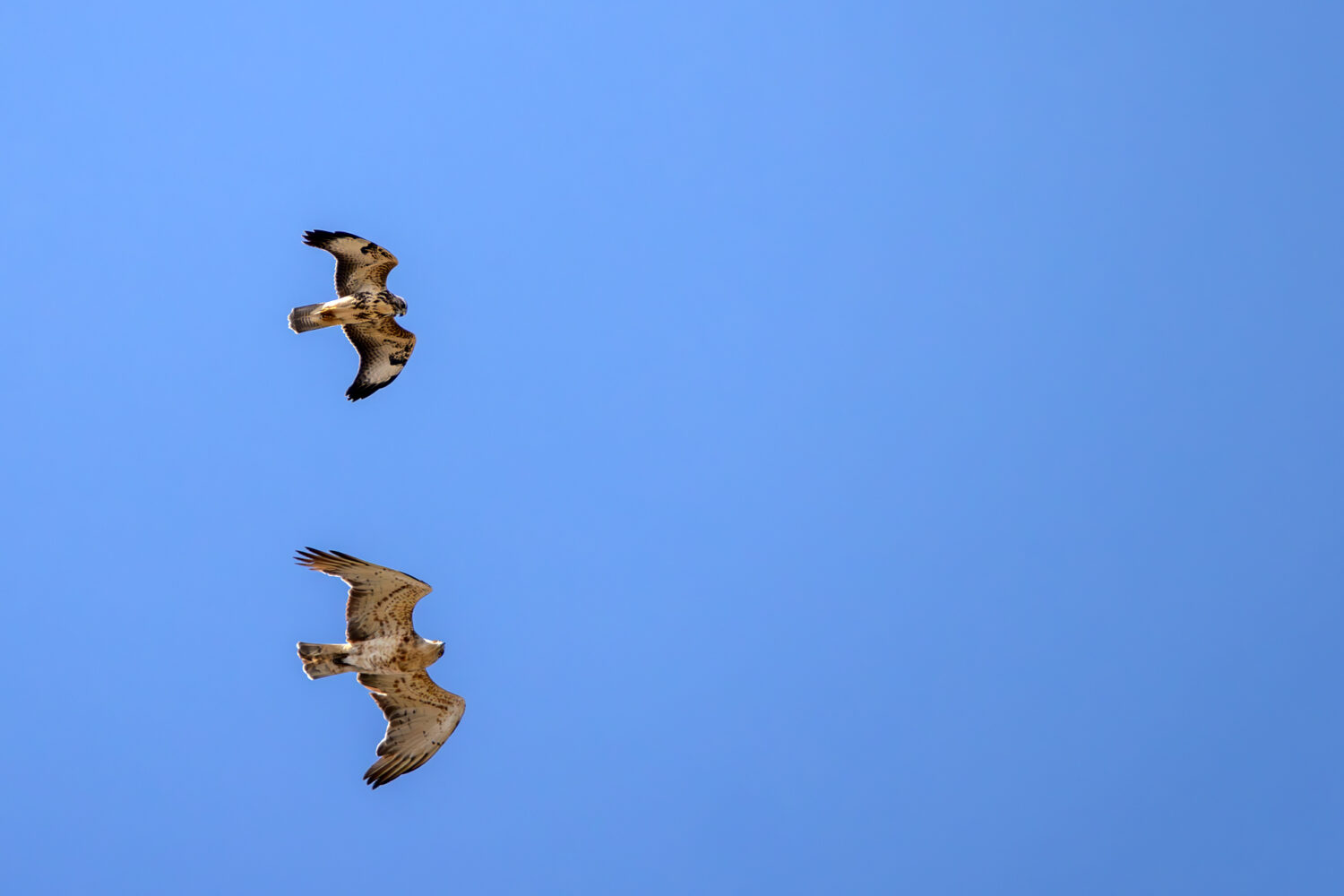 Schlangenadler in Begleitung eines Mäusebussards