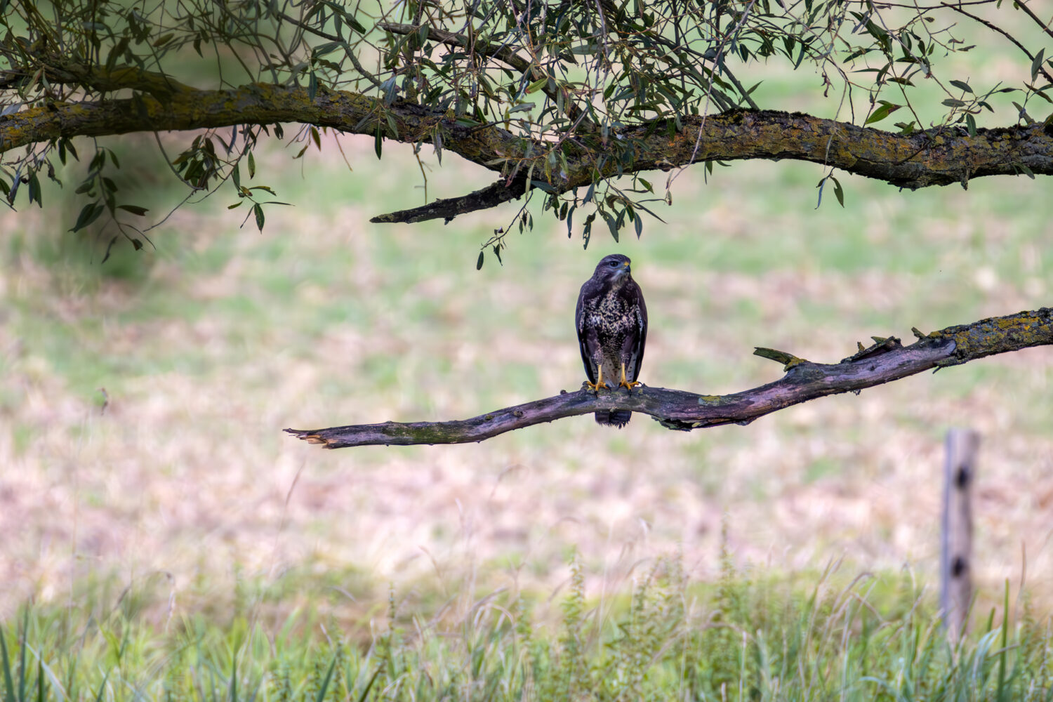Mäusebussard