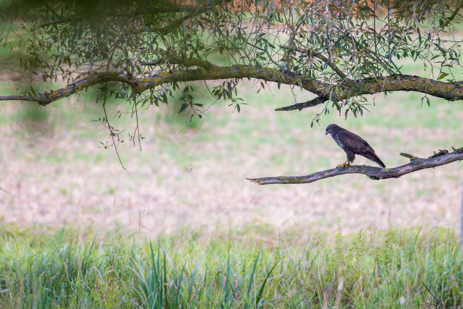Mäusebussard