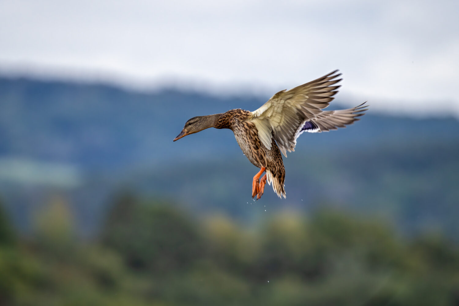Stockente - weiblich