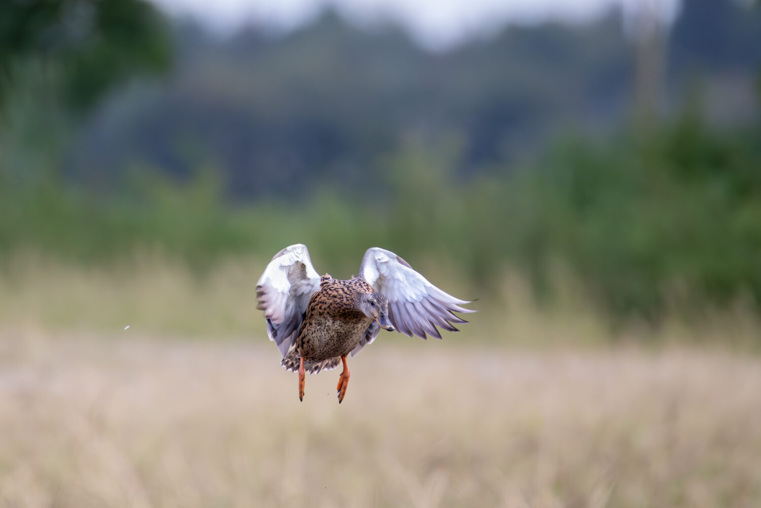 Stockente - weiblich