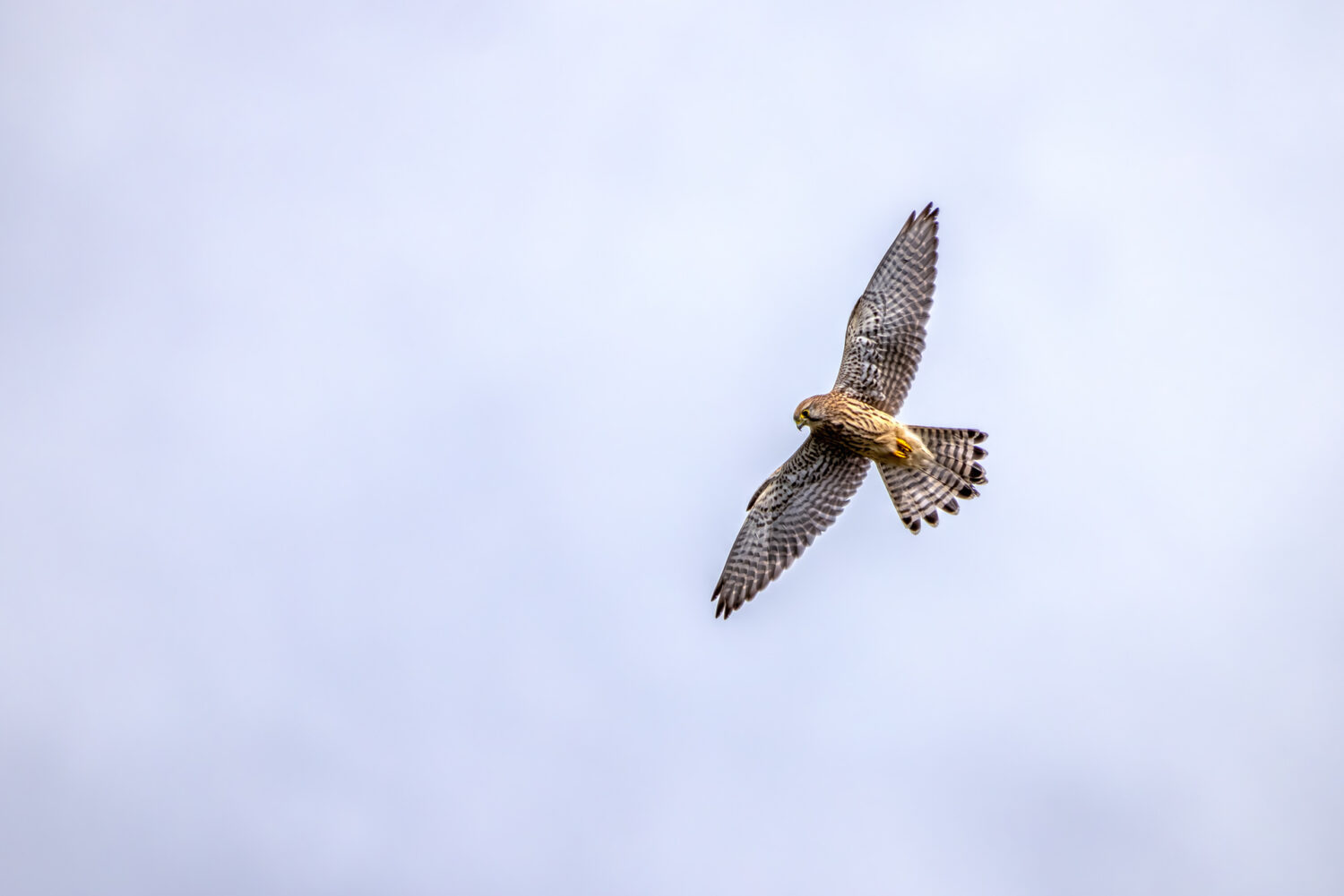 Turmfalke - weiblich
