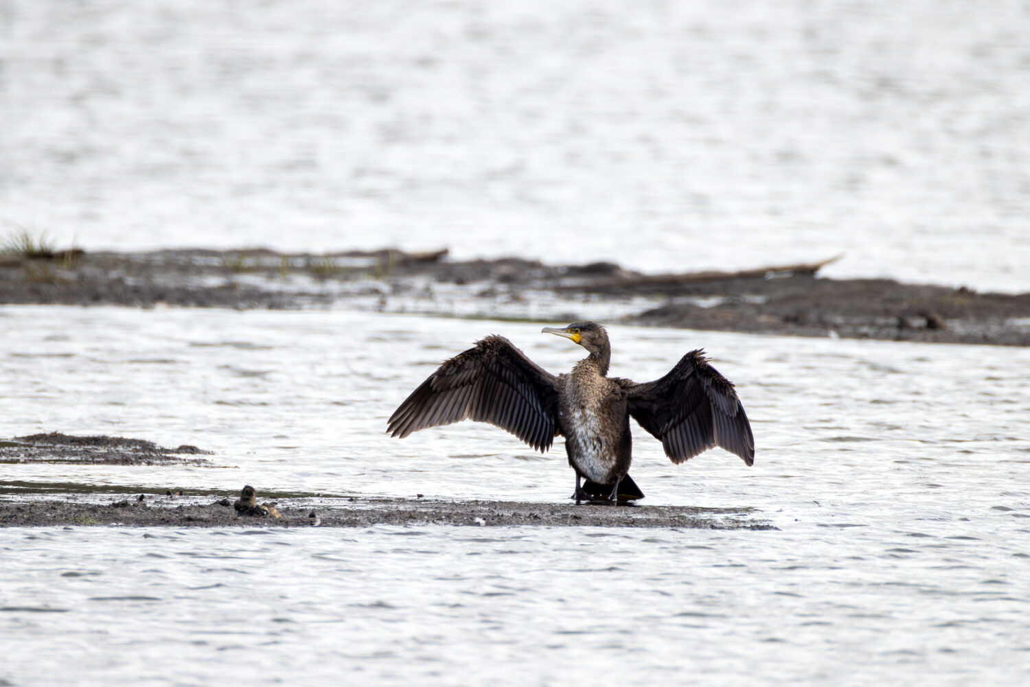 Kormoran