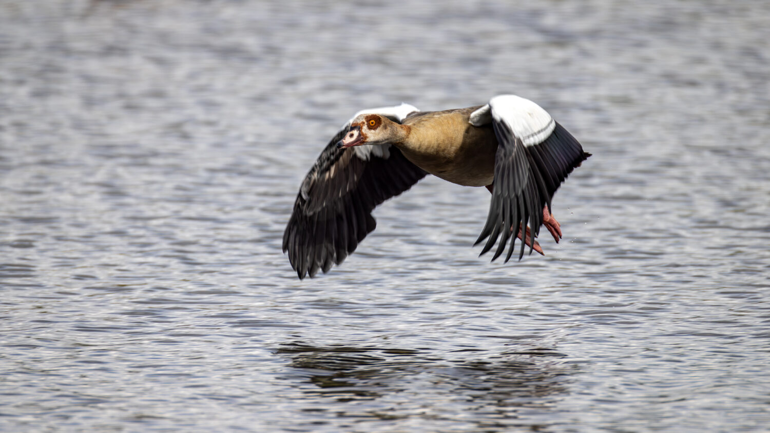 Nilgans