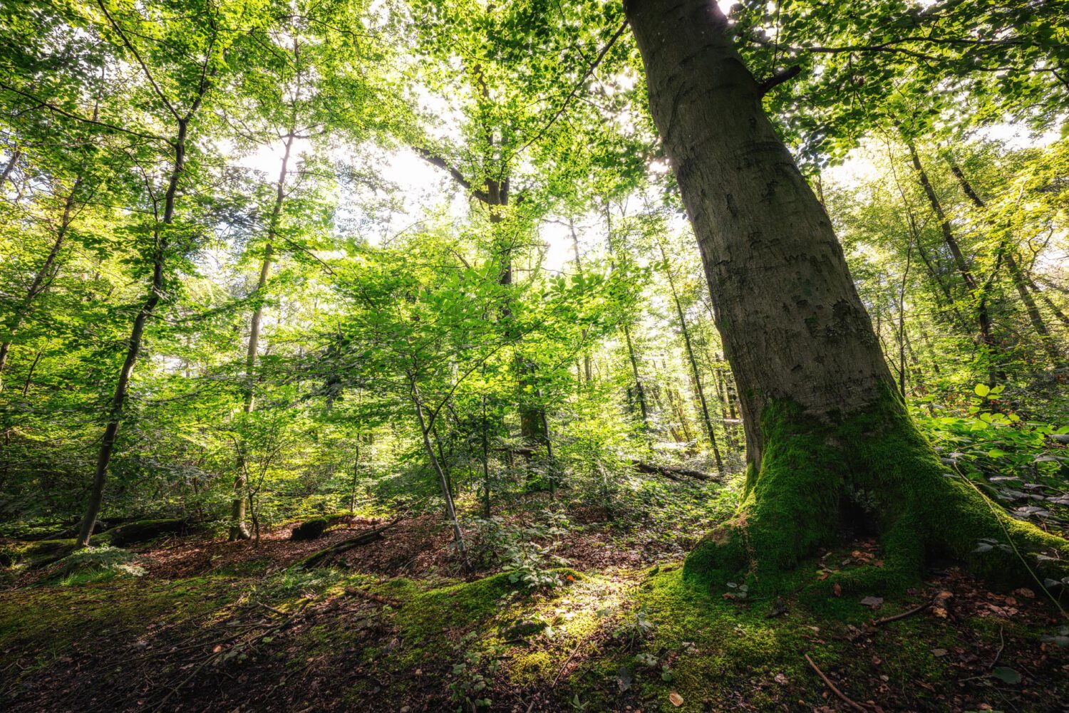 Unterwegs in Mittelerde (Villewald am Silbersee)