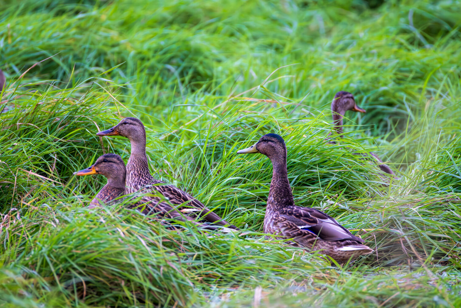 Stockenten - weiblich