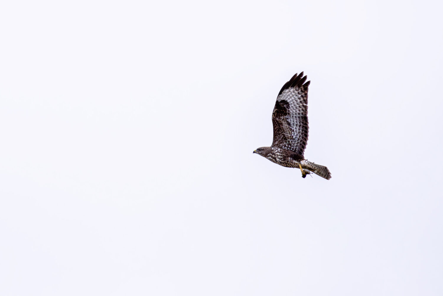 Mäusebussard mit unbekannter Beute